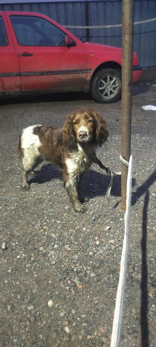 Продам мощного кобеля спанееля