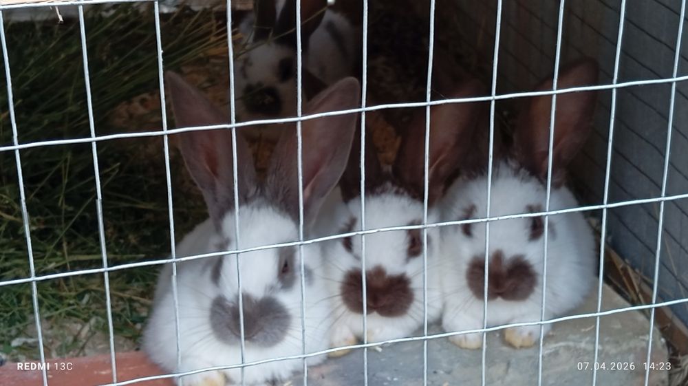 Strakach quyonlarimiz sotiladi