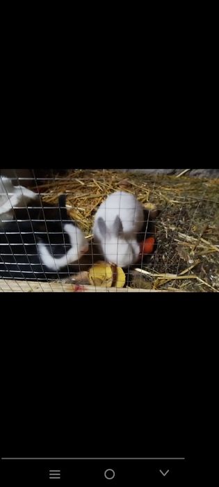 Karlik quyon sotiladi bolasi