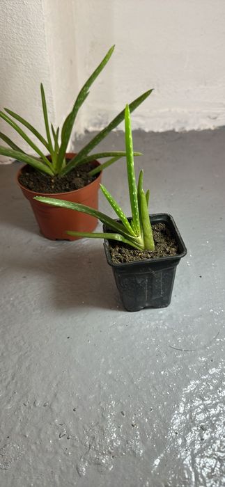 Pui tineri de Aloe Vera