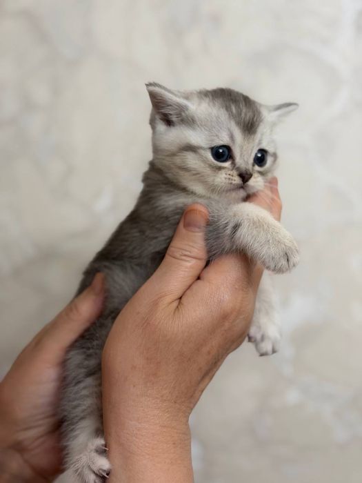 Мушук боласи,котенок