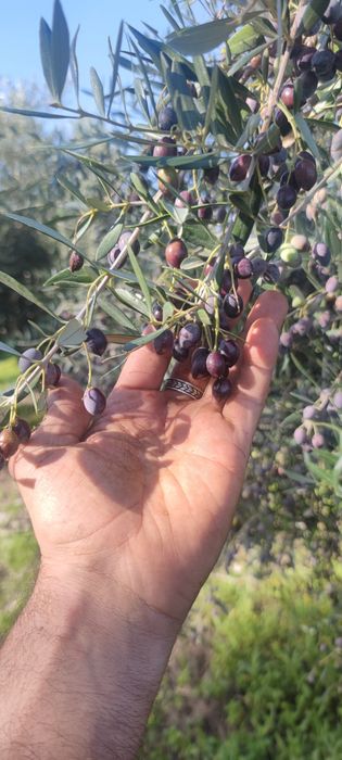 Ulei din Grecia Kalamata(kyparissia)