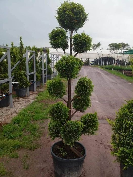 Vând plante ornamentale gazon rulou