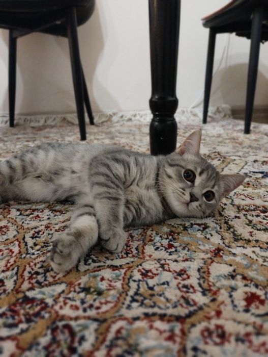 Котенок, мальчик, 4 месяца