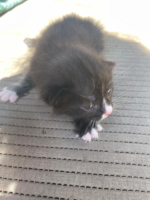 Отдам в добрые руки котят