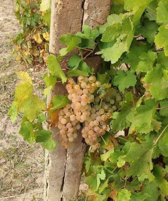 Struguri de vin (Feteasca, Tămâioasă Românească, Merlot, Cabernet
