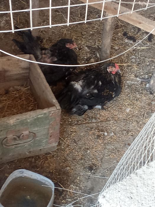 Продаются куры и петухи