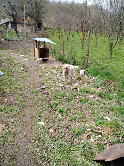 Обучено логото за трюфели