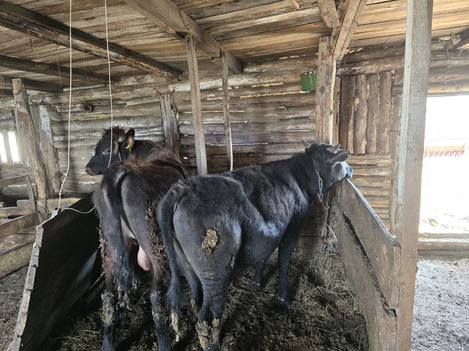 Продам бычков. Годовалые