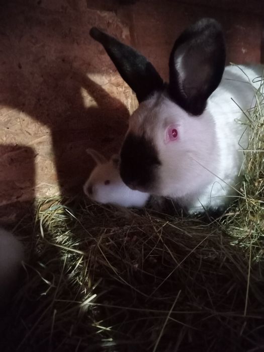 Vând iepuri Californieni