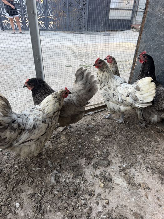 Vand gaini australorp