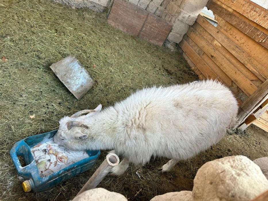 Орыс ешкі лағымен