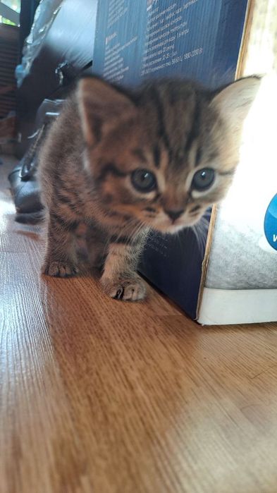 Продаются котята вислоухие. Возраст 2 месяца.