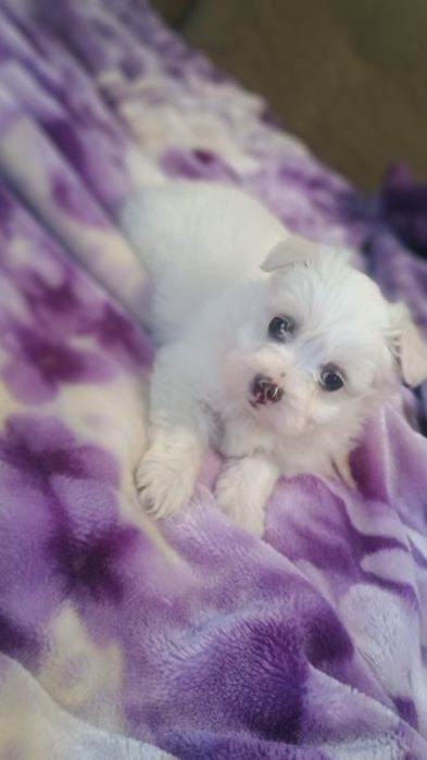 Disponibil bichon maltez mini toy