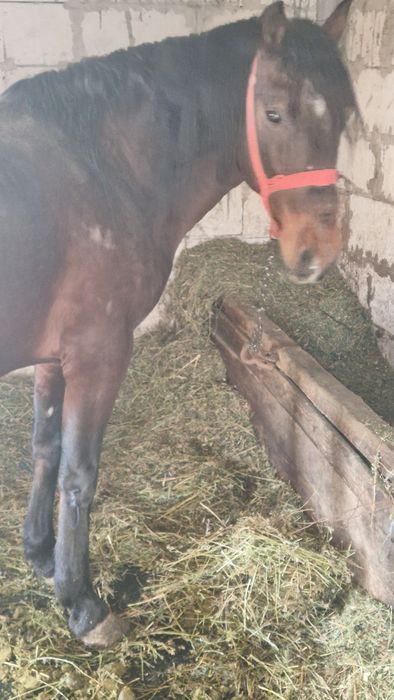 Vand cal bun de caruta