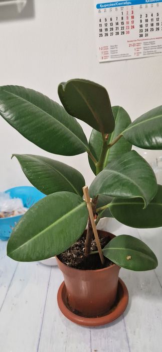 Продам красивые цветы Фикус.