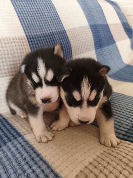 Продам щенка породы Хаски ослся один