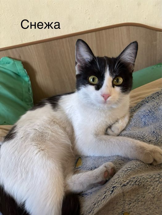 Отдам милых кошек