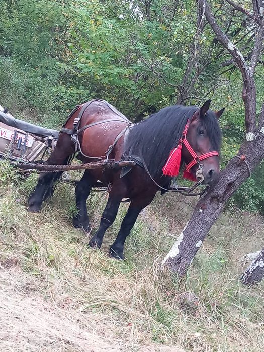 De vânzare armăsar