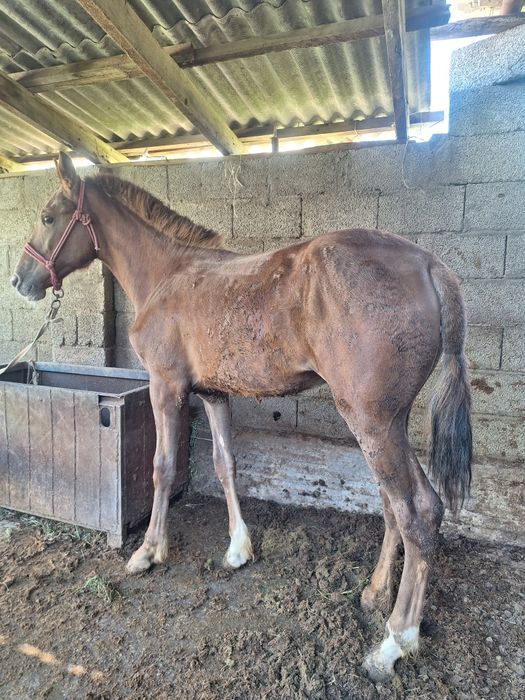 Ургашы бордакы тай