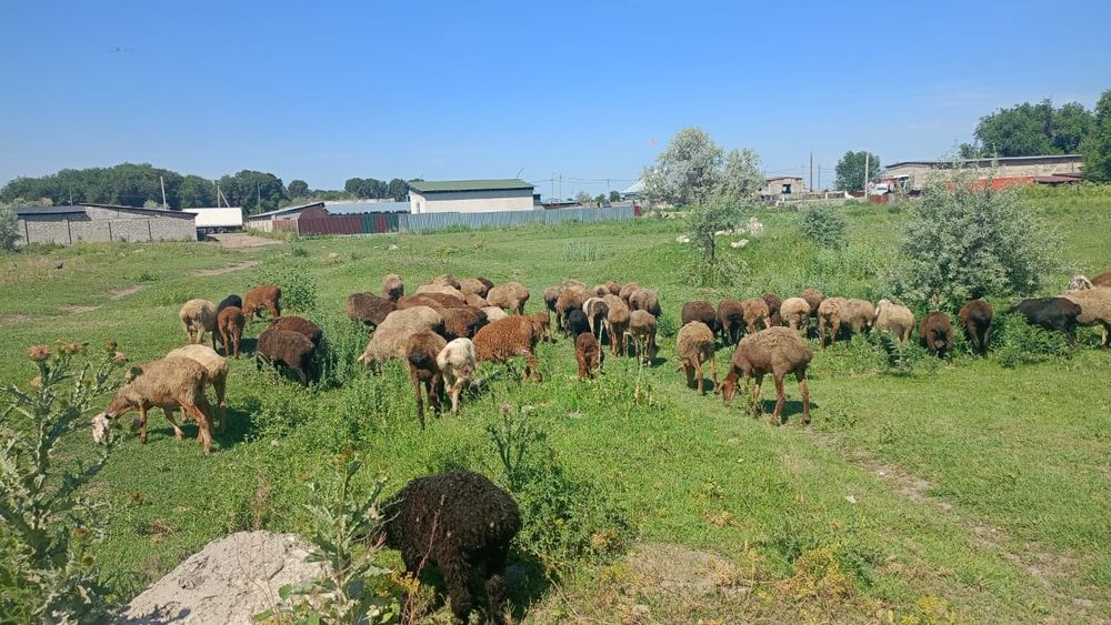 Продам баранов 50 штук