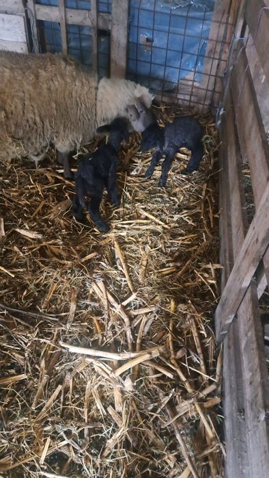 De vânzare 14 oi gestante , au început să fete