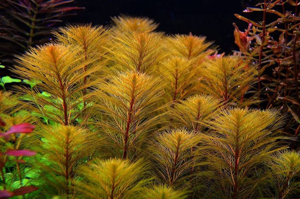 Перистолистник красный