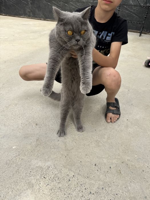 Кошка страйт девочка