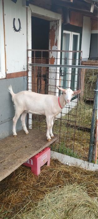 Capre de vanzare Alpin Francez si Saanen