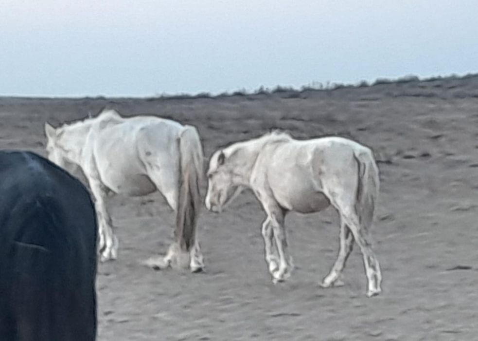 Жабағылар сатылады