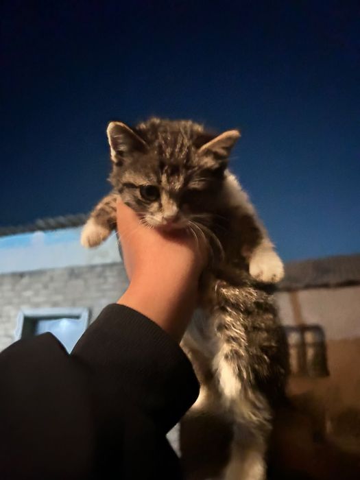 Котенок маленький