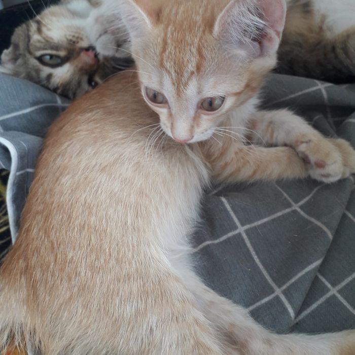Котята 1,5 мес и 4 мес кошечки
