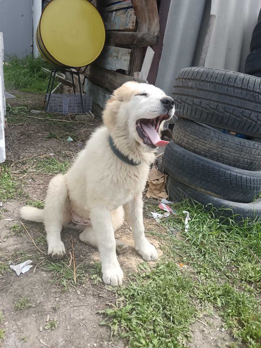 Алабай щенок девочка