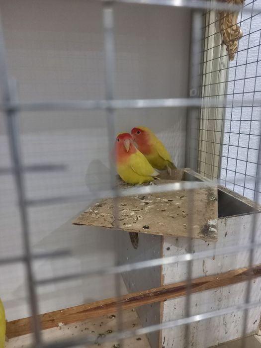 Попугаи неразлучники