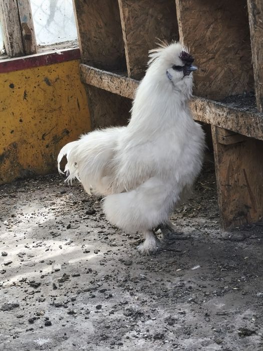 Китайские шолковые куры