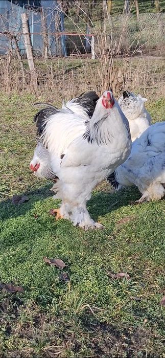 Ouă incubat brahma herminat deschis