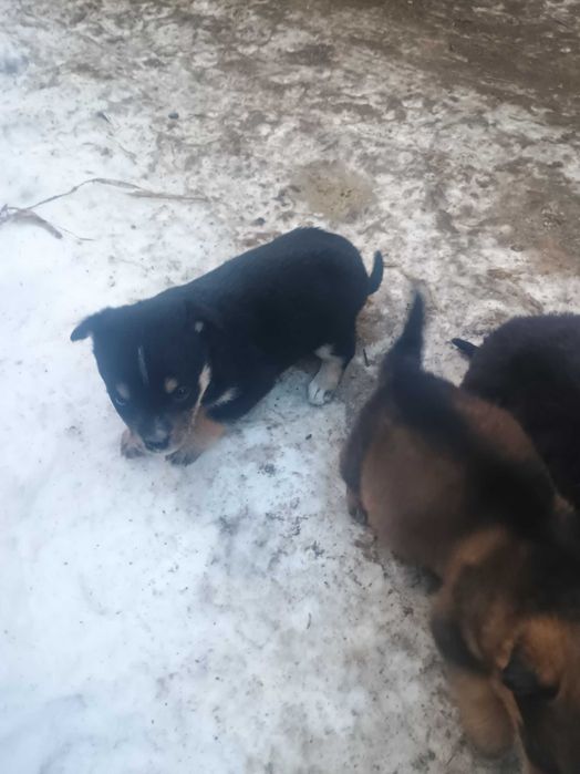 Donez căței talie mică