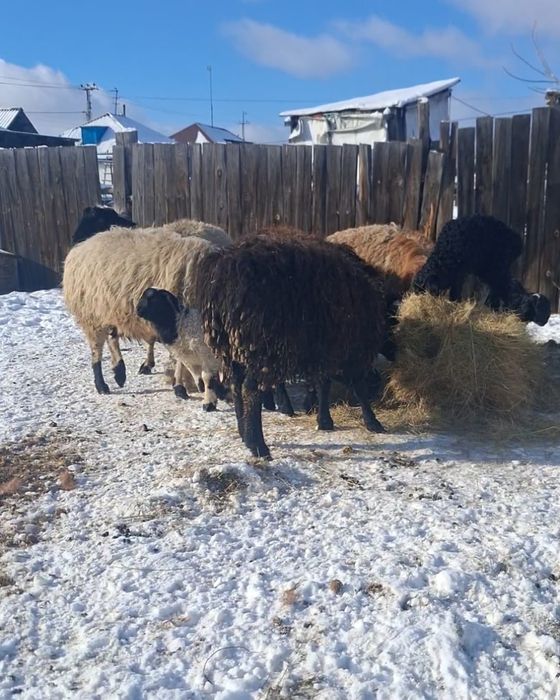 Қозылы қойлар сатылады