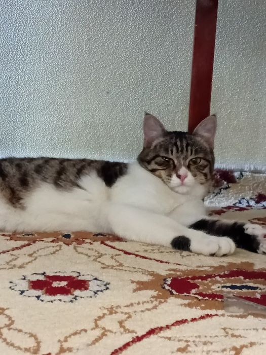 Кися по имени макс