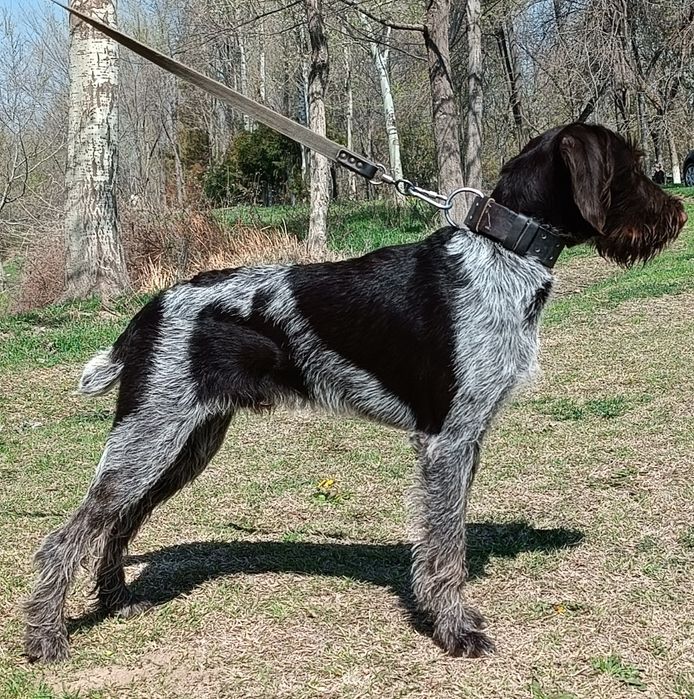 Кинолог, стаж с 2004 года