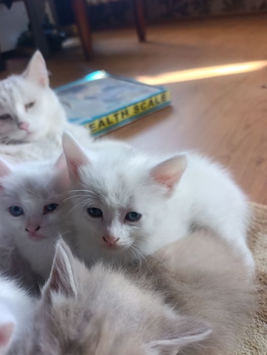 Котятки Бесплатно