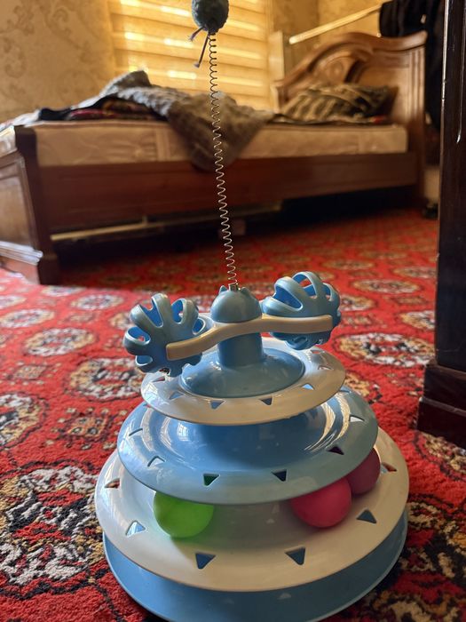 СРОЧНО:Skotish fold mushuk- золотистый таби/golden tabby-чистокровный