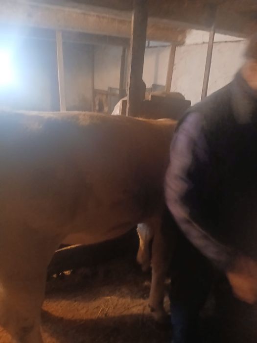 Vănd vițea charolaise