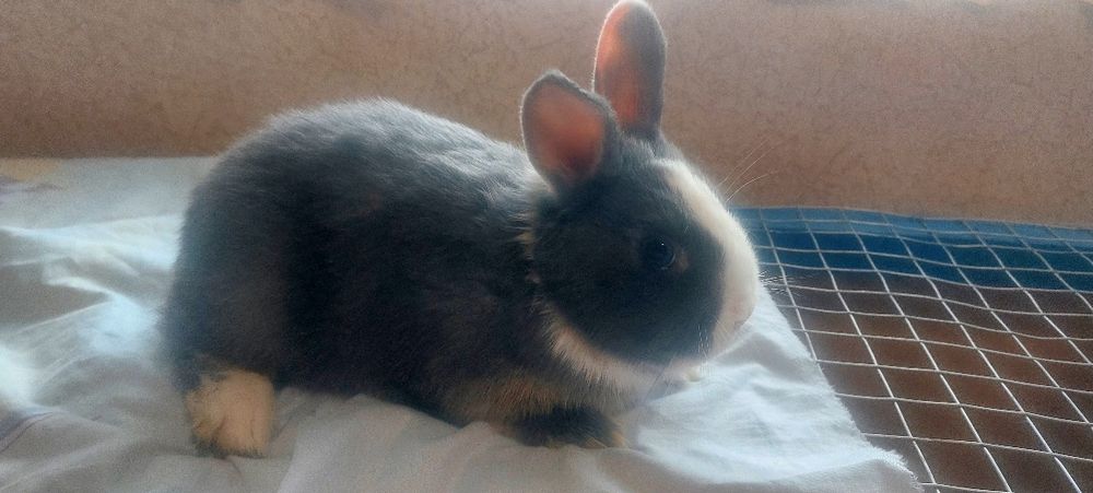 Кролик  Карлики продаётся