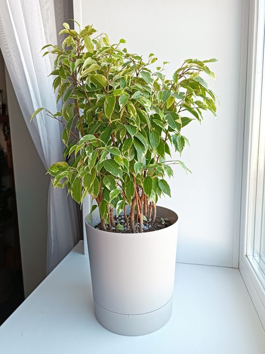 Продам фикус Бенджамина