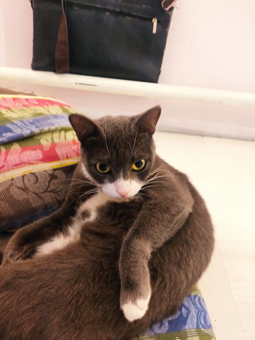 Отдам домашнию кошку