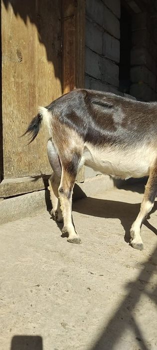 Альпийский сангу ешкі сатылады