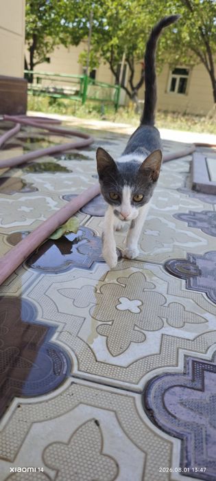 Котик двухцветный