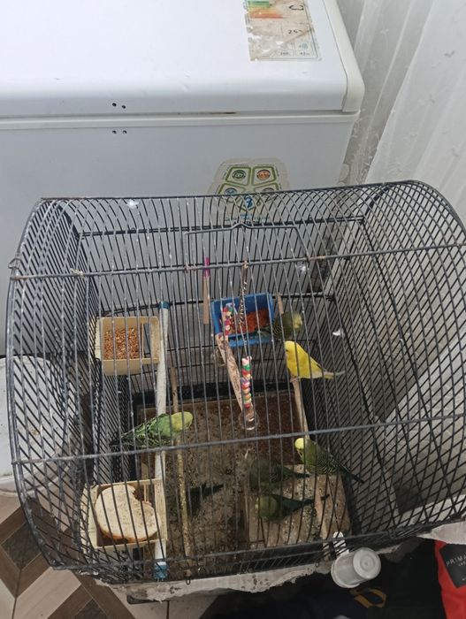 Vând papagali peruși