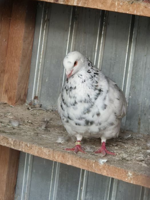 De vanzare porumbei texani